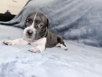 Designer, a female American Bully for sale in Williamstown, NJ – Photo 1 of 10