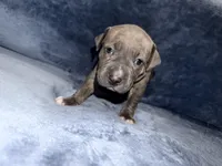 Designer, a female American Bully for sale in Williamstown, NJ – Photo 8 of 10