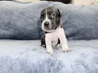 Designer, a female American Bully for sale in Williamstown, NJ – Photo 2 of 10