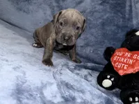 Designer, a female American Bully for sale in Williamstown, NJ – Photo 10 of 10