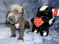 Designer, a female American Bully for sale in Williamstown, NJ – Photo 3 of 10