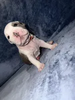 Designer, a female American Bully for sale in Williamstown, NJ – Photo 9 of 10