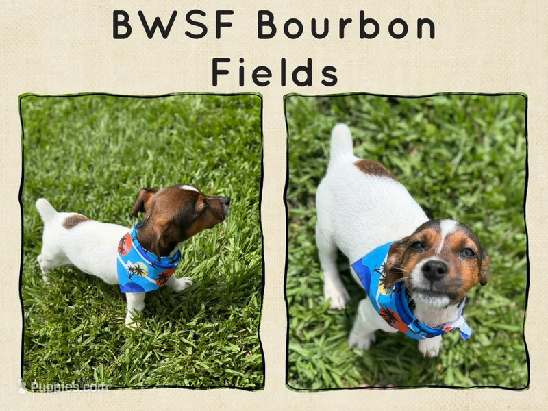 Bourbon Fields  – Jack Russell Terrier puppy for sale in Glen St. Mary, FL