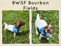 Bourbon Fields , a male Jack Russell Terrier for sale in Glen St. Mary, FL – 1 of 1
