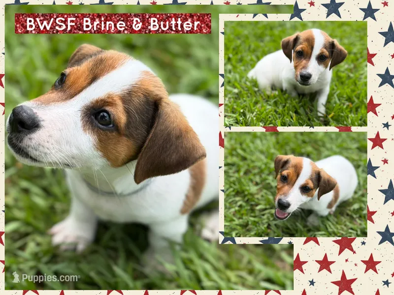 Brine & Butter – Jack Russell Terrier puppy for sale in Glen St. Mary, FL