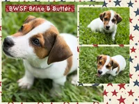 Brine & Butter, a male Jack Russell Terrier for sale in Glen St. Mary, FL – 1 of 1