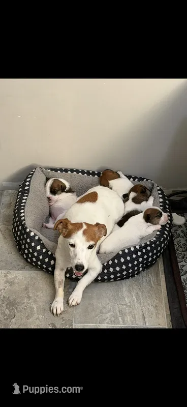 Rosalita  – Jack Russell Terrier puppy for sale in Glen St. Mary, FL