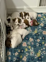 Male NKC shorty Jack , a male Jack Russell Terrier for sale in Glen St. Mary, FL – Photo 5 of 7