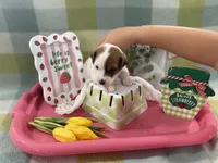 Male NKC shorty Jack , a male Jack Russell Terrier for sale in Glen St. Mary, FL – Photo 6 of 7