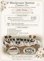 Male NKC shorty Jack , a male Jack Russell Terrier for sale in Glen St. Mary, FL – Photo 3 of 7