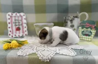 Male NKC shorty Jack , a male Jack Russell Terrier for sale in Glen St. Mary, FL – Photo 4 of 7