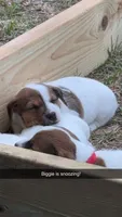 Male NKC shorty Jack , a male Jack Russell Terrier for sale in Glen St. Mary, FL – Photo 2 of 7
