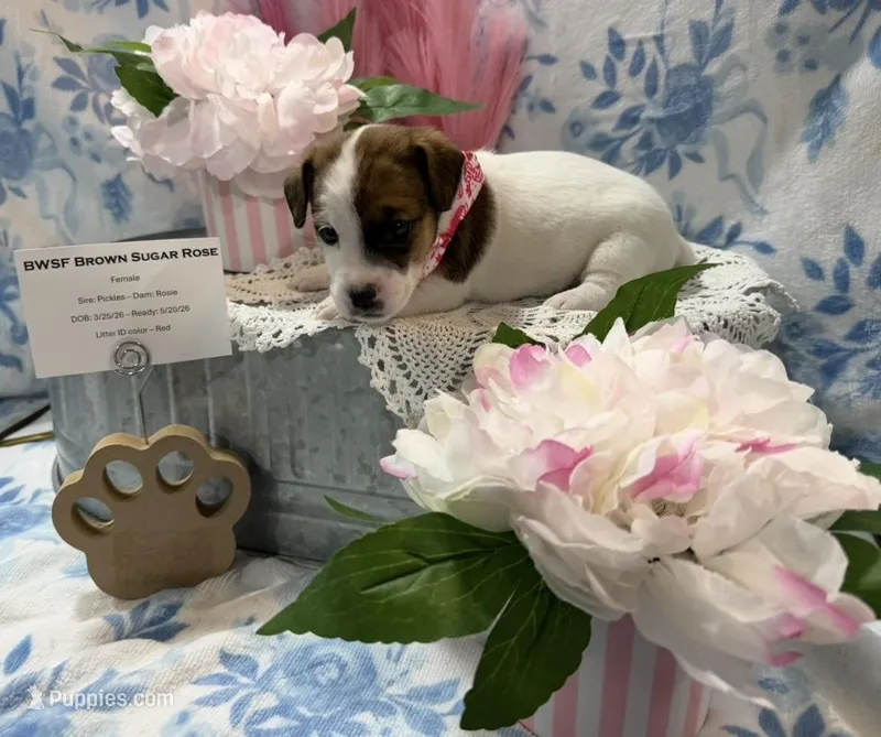 Male NKC shorty Jack  – Jack Russell Terrier puppy for sale in Glen St. Mary, FL