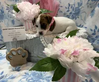 Male NKC shorty Jack , a male Jack Russell Terrier for sale in Glen St. Mary, FL – Photo 1 of 7