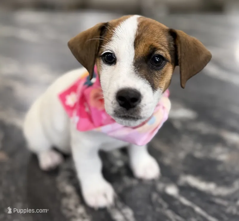 Belle – Jack Russell Terrier puppy for sale in Glen St. Mary, FL