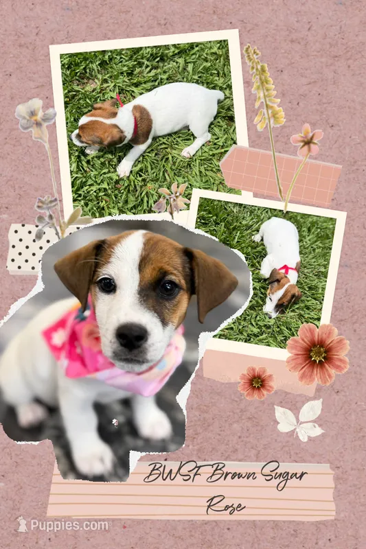 Brown Sugar Rose – Jack Russell Terrier puppy for sale in Glen St. Mary, FL