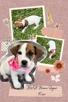 📣Price reduced - Brown Sugar Rose, a female Jack Russell Terrier for sale in Glen St. Mary, FL – 1 of 1
