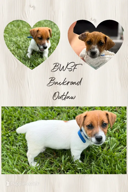 Backroad Outlaw – Jack Russell Terrier puppy for sale in Glen St. Mary, FL