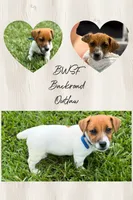 Backroad Outlaw, a male Jack Russell Terrier for sale in Glen St. Mary, FL – 1 of 1