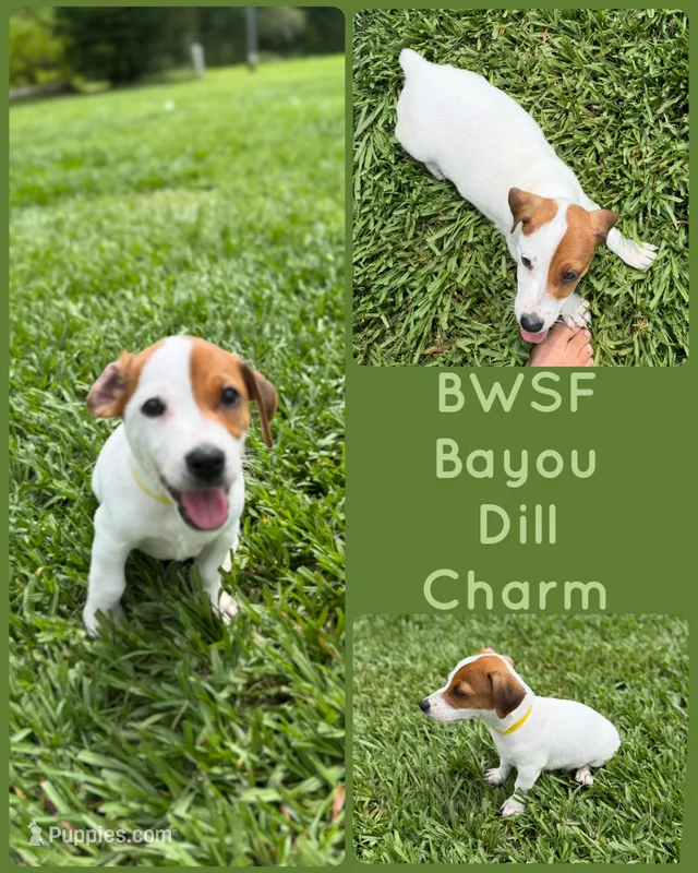 Bayou Dill Charm – Jack Russell Terrier puppy for sale in Glen St. Mary, FL