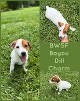 Bayou Dill Charm, a male Jack Russell Terrier for sale in Glen St. Mary, FL – 1 of 1