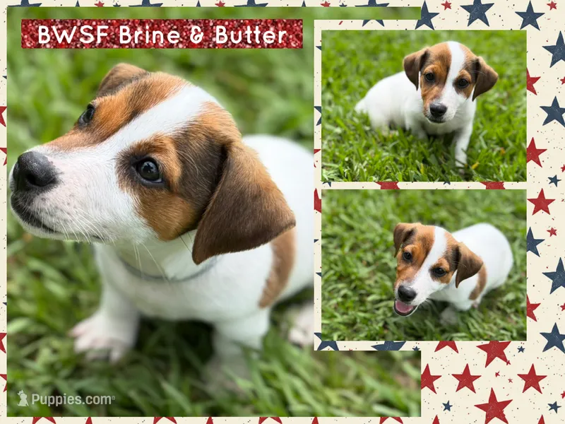 Brine & Butter  – Jack Russell Terrier puppy for sale in Glen St. Mary, FL