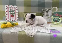 Female Shorty Jack , a female Jack Russell Terrier for sale in Glen St. Mary, FL – Photo 3 of 4