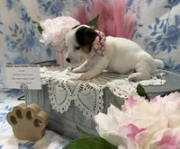 Female Shorty Jack , a female Jack Russell Terrier for sale in Glen St. Mary, FL – Photo 1 of 4