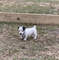 Female Shorty Jack , a female Jack Russell Terrier for sale in Glen St. Mary, FL – Photo 4 of 4