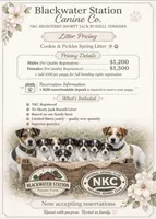 Female Shorty Jack , a female Jack Russell Terrier for sale in Glen St. Mary, FL – Photo 2 of 4