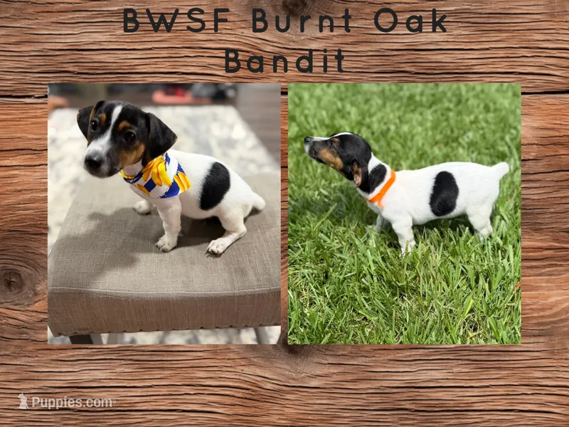 Burnt Oak Bandit – Jack Russell Terrier puppy for sale in Glen St. Mary, FL
