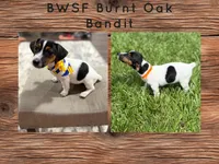 Burnt Oak Bandit, a male Jack Russell Terrier for sale in Glen St. Mary, FL – 1 of 1