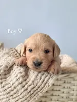 Mr. Orange, a male Golden Retriever for sale in Helena, MT – 1 of 1