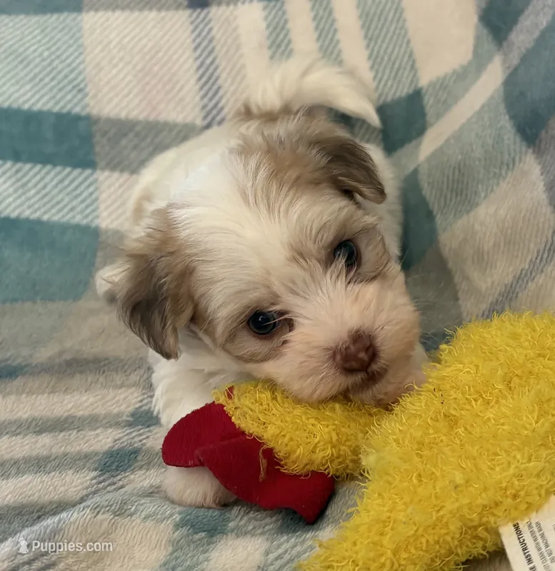 Manny – Havanese puppy for sale in Tremonton, UT