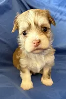 Maylee, a female Havanese for sale in Tremonton, UT – 1 of 8