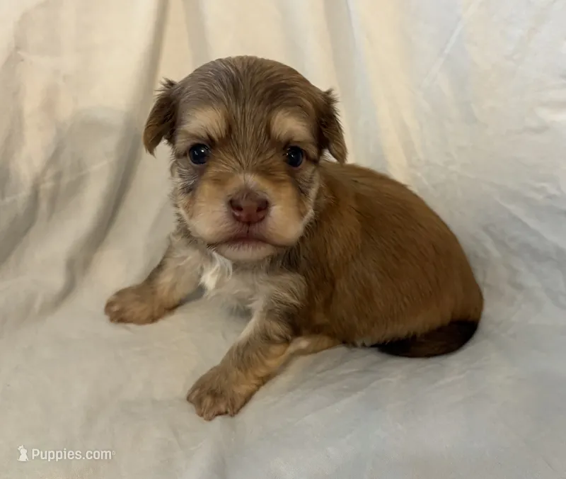Monty – Havanese puppy for sale in Tremonton, UT