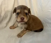 Monty, a male Havanese for sale in Tremonton, UT – 1 of 4