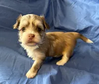 Maylee, a female Havanese for sale in Tremonton, UT – 5 of 8