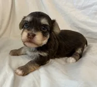 Mable , a female Havanese for sale in Tremonton, UT – 9 of 10
