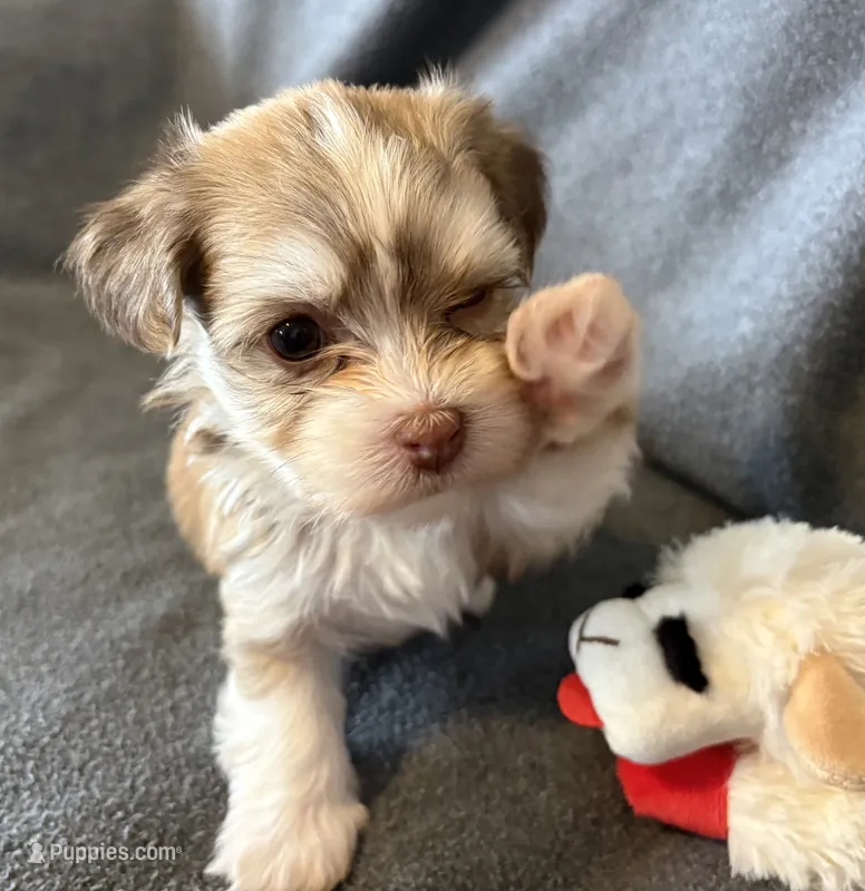 Maylee – Havanese puppy for sale in Tremonton, UT