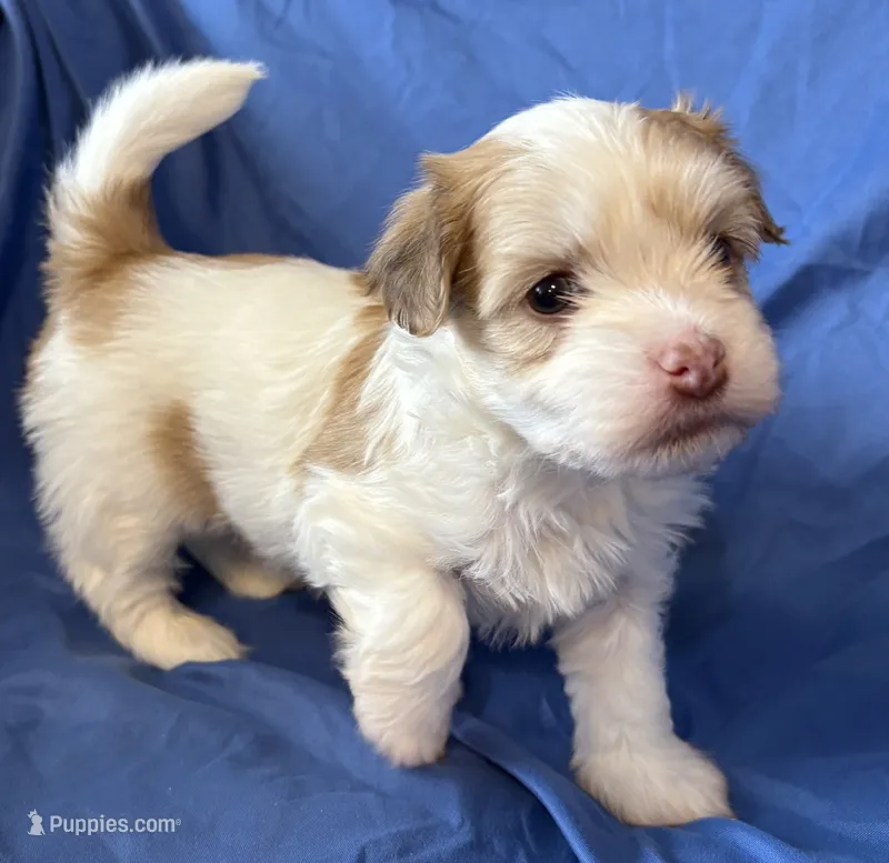 Manny, a male Havanese for sale in Tremonton, UT – 1 of 10