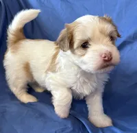 Manny, a male Havanese for sale in Tremonton, UT – 1 of 10