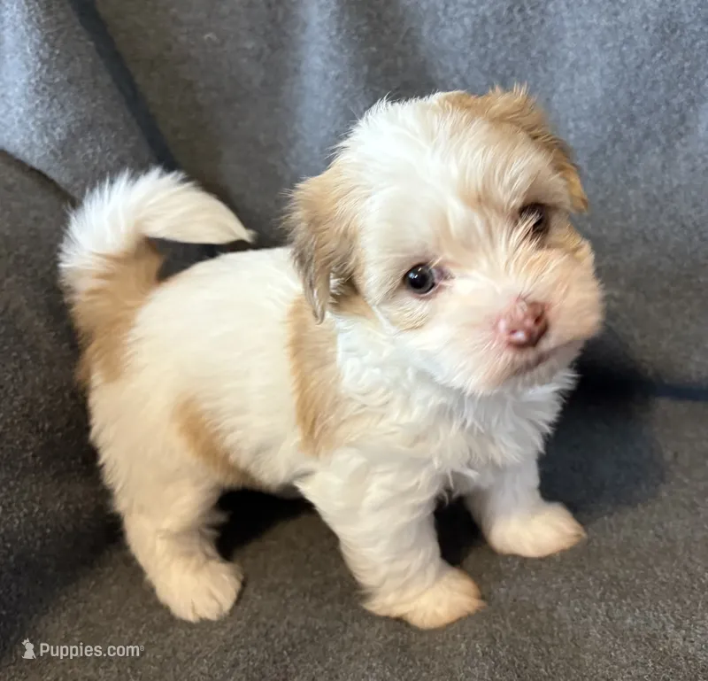 Manny – Havanese puppy for sale in Tremonton, UT