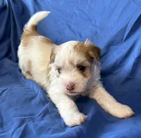 Manny, a male Havanese for sale in Tremonton, UT – 9 of 10
