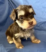 Mable , a female Havanese for sale in Tremonton, UT – 4 of 10