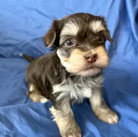 Mable , a female Havanese for sale in Tremonton, UT – 2 of 10