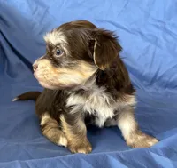 Mable , a female Havanese for sale in Tremonton, UT – 5 of 10