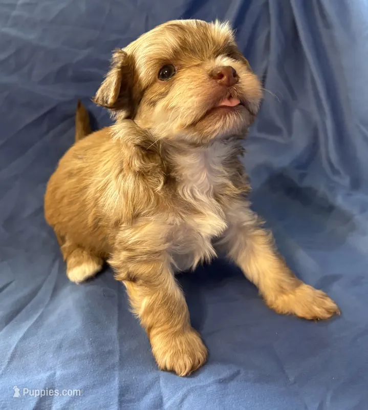 Monty – Havanese puppy on hold in Tremonton, UT
