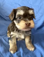 Mable , a female Havanese for sale in Tremonton, UT – 6 of 10