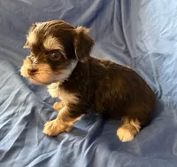 Mable , a female Havanese for sale in Tremonton, UT – 7 of 10